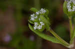 Lewiston cornsalad